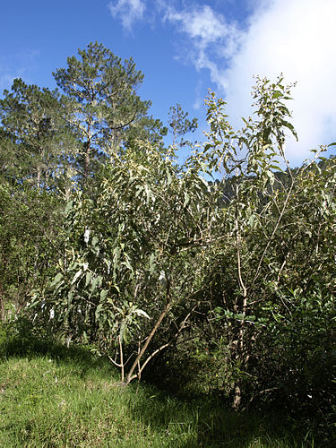 Buddleja domingensis